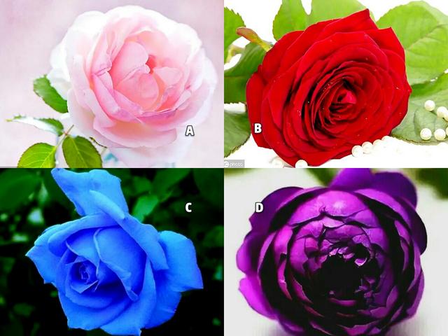 心理學：四朵花你覺得哪朵花最美，測出你的容貌、性格跟婚姻-圖1