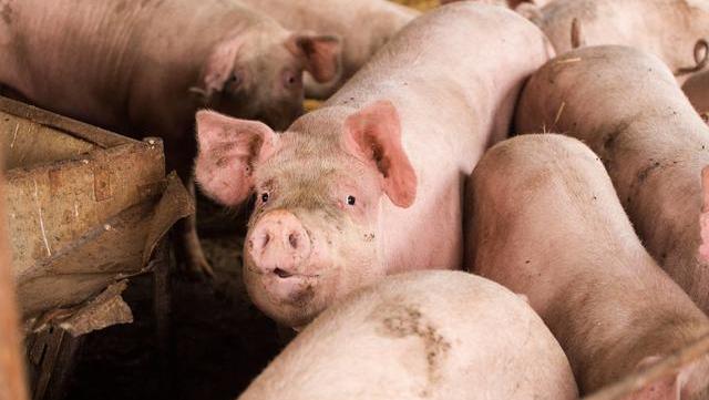 生豬存欄增加3000萬頭，豬肉價格卻“逆增長”？哪個消息是假的？-圖1