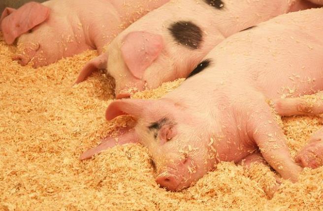 中國養豬大王悶聲發財，半年賣出678萬頭豬，凈賺108億-圖1