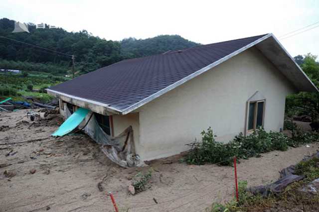 受臺風影響韓國持續暴雨 30萬頭牛死亡-圖1