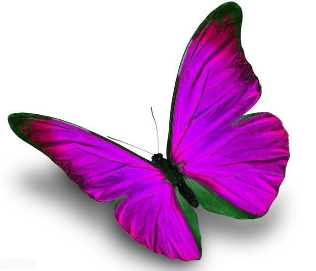心理學：哪隻蝴蝶最美麗，測出你這一生躲不開的劫是什麼-圖1