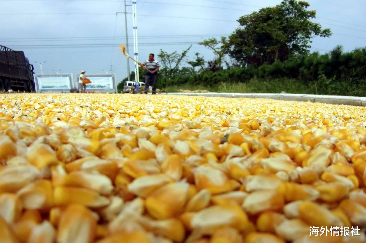 美國農業部“果斷出手”，與中國簽訂單日最大規模玉米采購合同-圖1