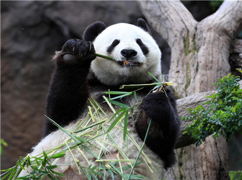 那個從中國偷走2隻大熊貓，並偷渡帶回美國的露絲，5年後懲罰來瞭-圖1