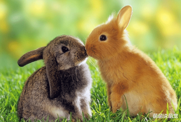 心理學：你最喜歡哪隻小兔子？測你適合哪個檔次的男人？-圖1