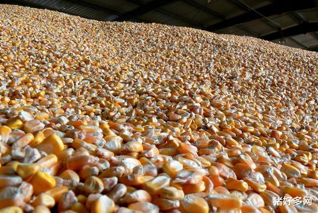 9月23日飼料原料：玉米豆粕價格一路上飆，養殖利潤再受擠壓！-圖1