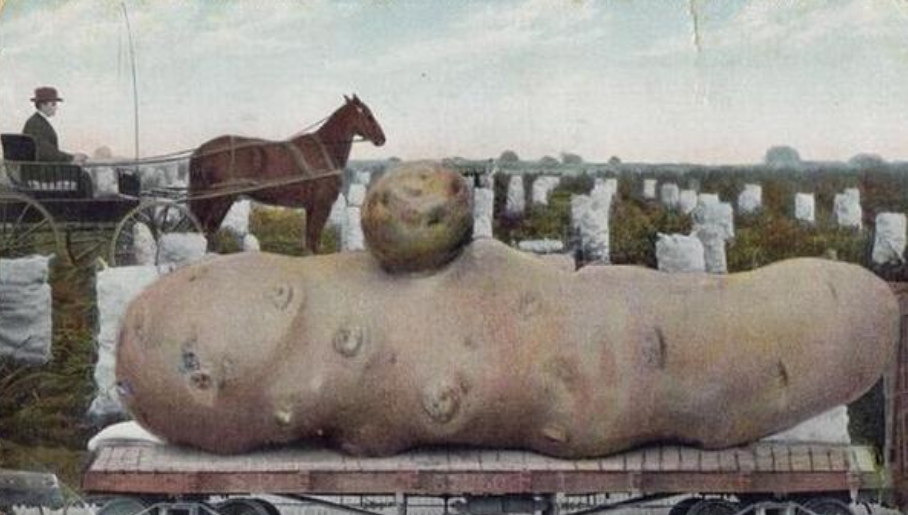 百年前美國“浮誇風”的照片：一列火車運一顆土豆，圖5雞比牛大-圖1