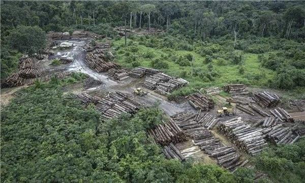巴西18年內喪失超8%自然植被-圖1