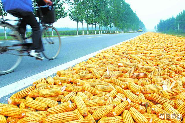 每日糧油：國慶中秋雙節第三天 小麥玉米價格持續上漲-圖1