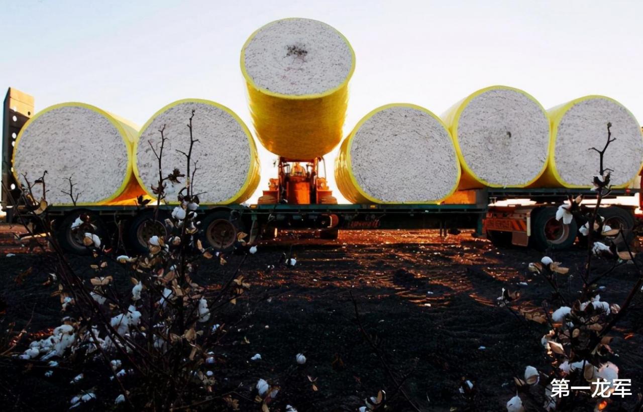 煤炭之後棉花被禁？澳農業部要求中國“澄清”，否則以後賣給印度-圖1