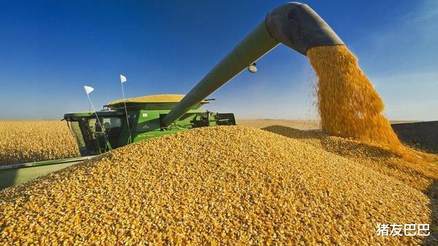 2漲1跌！糧價“有變”，小麥最高漲1.5分，玉米價格警報拉起？-圖1