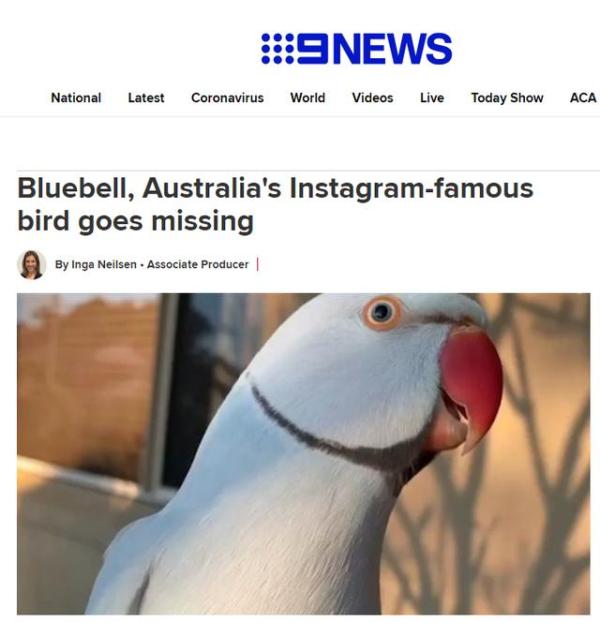 澳大利亞悉尼“網紅”寵物鳥飛走 主人跟粉絲都急瞭-圖1