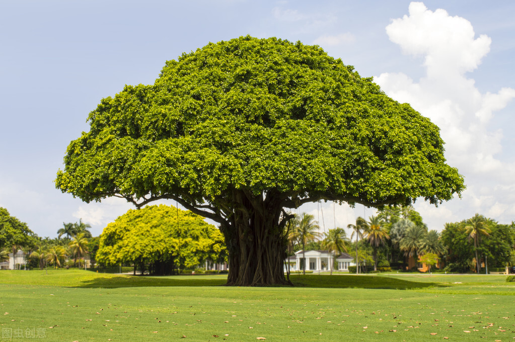心理學：哪棵大樹好乘涼，測你下一世會在哪裡？-圖1