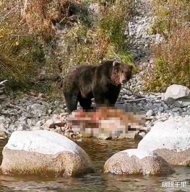 殘酷的大自然！俄羅斯一棕熊捕不到鮭魚竟將自己的幼崽生吞活剝-圖1