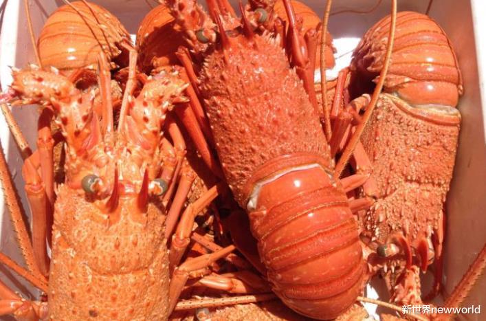 澳大利亞數噸活龍蝦在中國海關被清查，澳大利亞貿易部長希望中國不要歧視澳洲產品-圖1