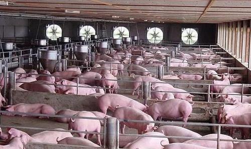 11月5日各地生豬價格調整程度減弱，出現大面積生豬價格回落-圖1