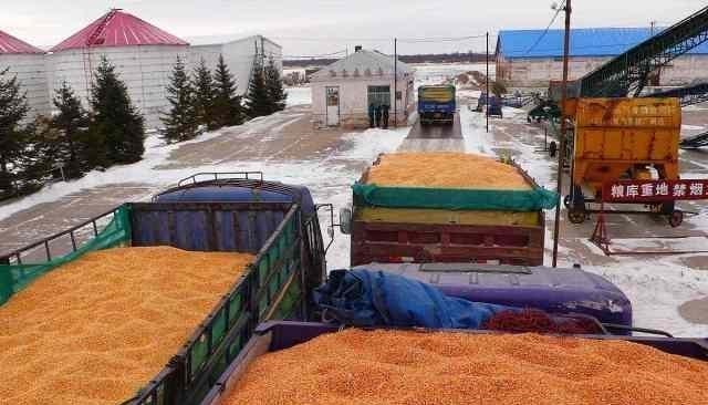 玉米突現“下跌潮”！水稻、小麥價格會受影響嗎？11月6日糧價-圖1