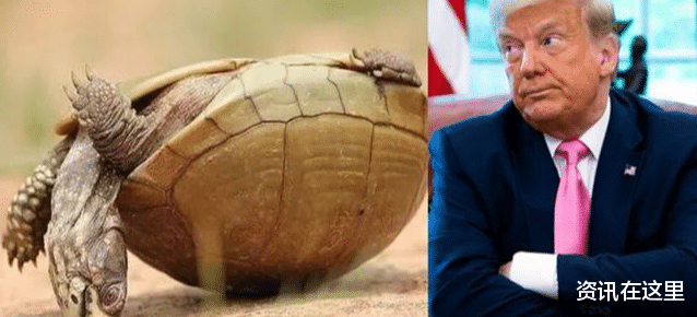 墻倒眾人推，特朗普被嘲笑像烏龜，被“巴西特朗普”侮辱-圖1
