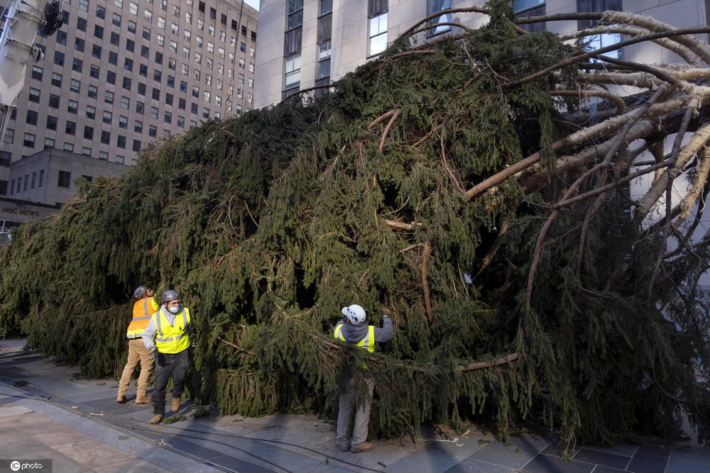美國紐約洛克菲勒中心年度聖誕樹開始裝飾-圖1