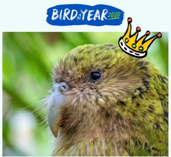 鳥中傻白甜，全球最胖，再度成為新西蘭年度“鳥王”……-圖1