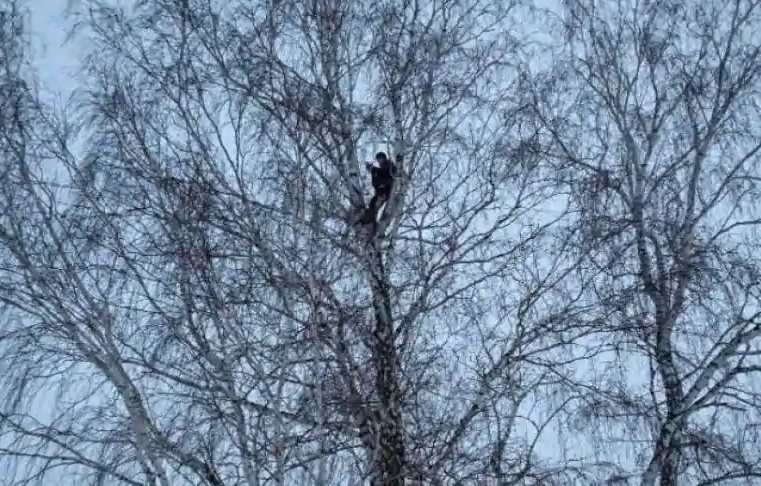 俄羅斯一大學生為上網課 爬上8米高大樹找信號-圖1