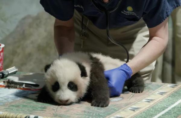 美國國傢動物園再次關閉, 但通過網絡攝像頭分享熊貓幼崽“小奇跡”的近況-圖1