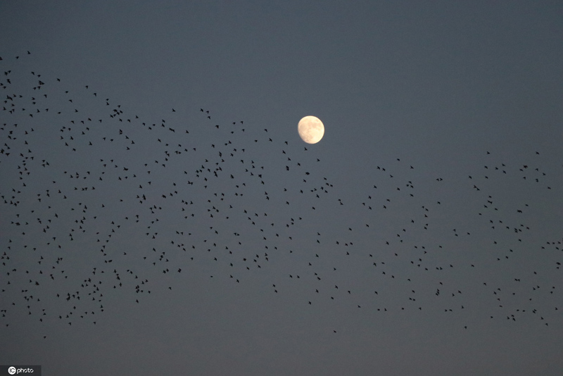 鳥群飛過土耳其城市上空 形成各種隊形千奇百怪-圖1