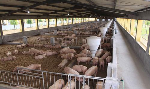 近期市場豬肉需求量大增，從明天開始，生豬價格逐漸開啟上漲模式-圖1