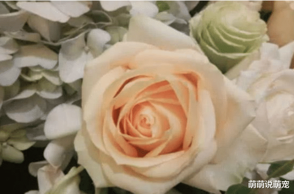 心理學測試：你覺得哪朵玫瑰花是畫出來的？測出你最近的感情狀況？-圖1