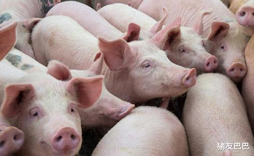 養豬產能恢復超預期，市場反而缺豬，豬價大漲啥原因？看專傢咋說-圖1