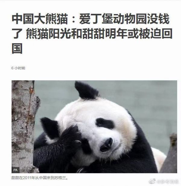 英媒: 迫於經濟壓力 英國考慮將大熊貓送回中國-圖1