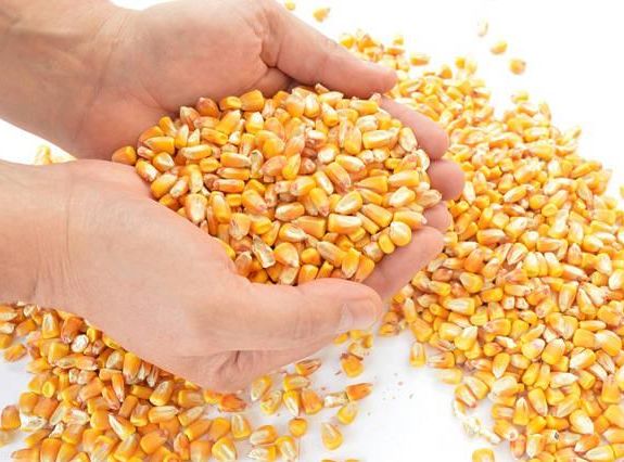 進口玉米重磅來襲，農民惜售的玉米年後還會漲價嗎？-圖1