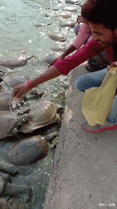 印度的“恒河之殤”：500萬隻甲魚“毒素纏身”，爛泥不上墻？-圖1