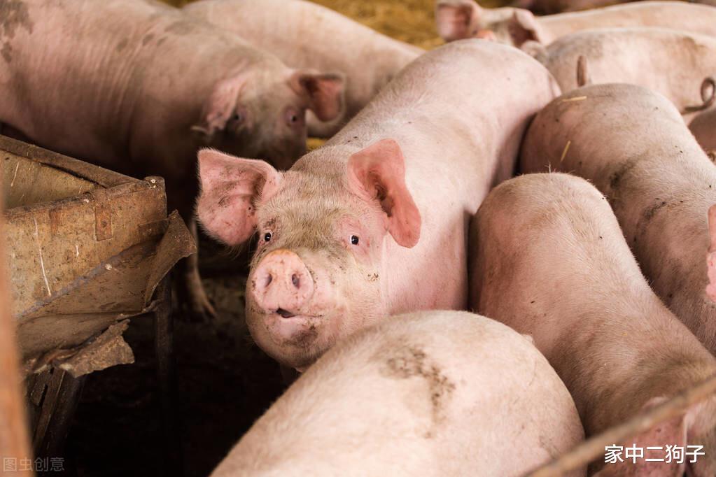 跌聲再起？儲備凍肉投放，豬價再迎大面積飄綠，附3月4日全國豬價-圖1
