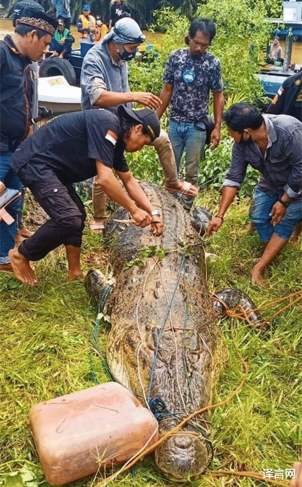 8歲印尼小男孩被鱷魚生吞，眾人合力刨開鱷魚腹搶回孩子-圖1