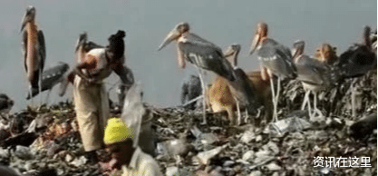印度垃圾場養活瞭一種比人還大的鳥，當地人寧願撿垃圾也不會抓它當食物-圖1