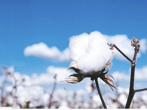 新疆棉花: 中國自己還不夠用-圖1