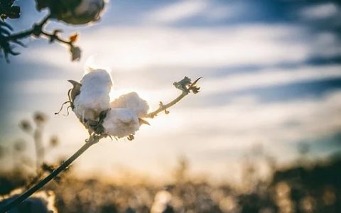 抵制新疆棉事件持續發酵，棉花期貨會受到什麼影響？