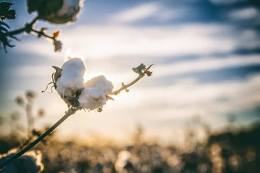 抵制新疆棉事件持續發酵，棉花期貨會受到什麼影響？-圖1