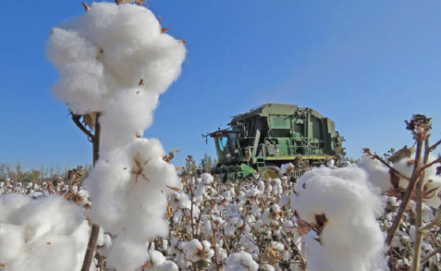 評論丨美國為什麼盯住新疆的棉花不放?-圖1