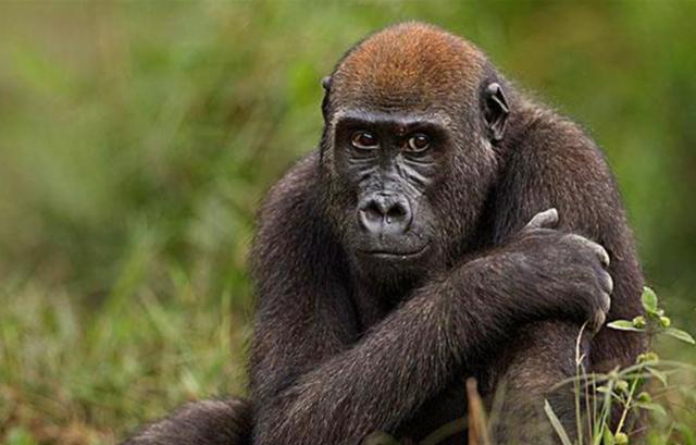 非洲的黑猩猩，是怎樣將艾滋病傳給當地黑人，再傳到全世界的？-圖1