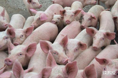 超過溫氏、新希望，中國第二大生豬養殖企業誕生，一年賣出956萬頭-圖1