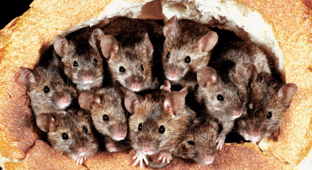 澳大利亞的老鼠有多可怕？曾一個悉尼5億隻老鼠，滅鼠按噸計算-圖1