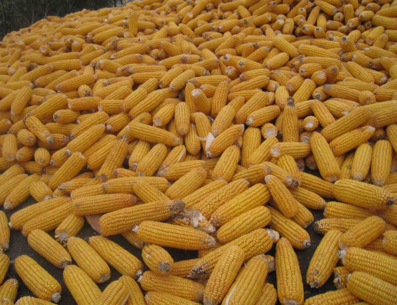 4月30日玉米價格行情：下調幅度再擴大-圖1
