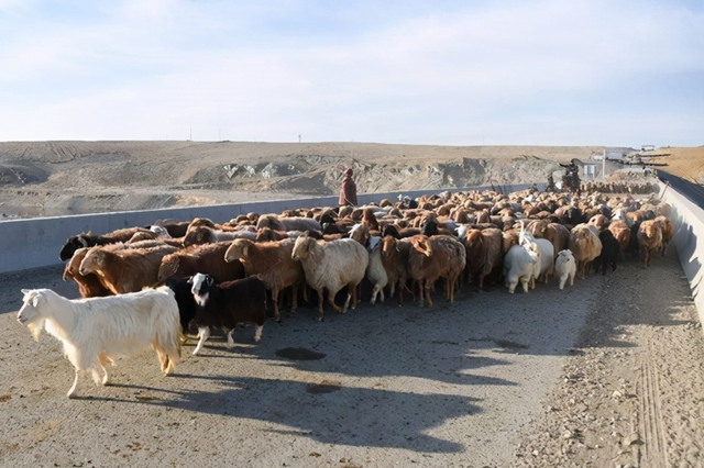 澳方“腸子悔青”，蒙古國幾萬隻羊沒白送，中方另辟蹊徑獲雙贏-圖1