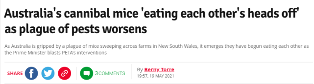 “老鼠開始互相啃食”，澳大利亞鼠患令農民痛苦，有人坐不住瞭-圖1
