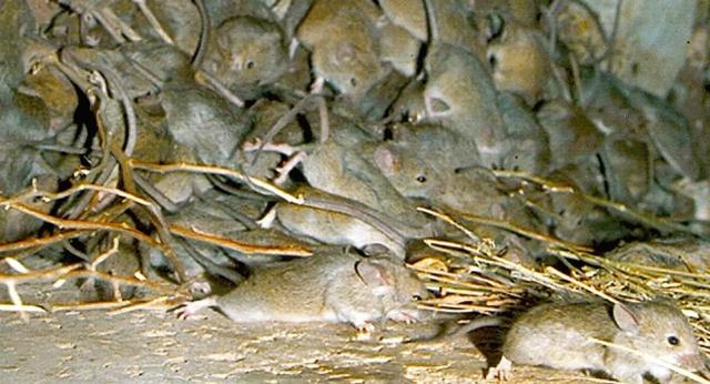 服瞭！澳大利亞鼠患已經嚴重到“鼠相食”，還有人叫政府別用毒藥-圖1