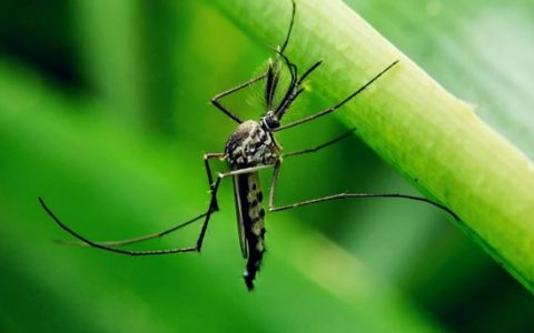 美國再出瘋狂計劃！培育瞭10億隻超強蚊子，將全部投放到世界