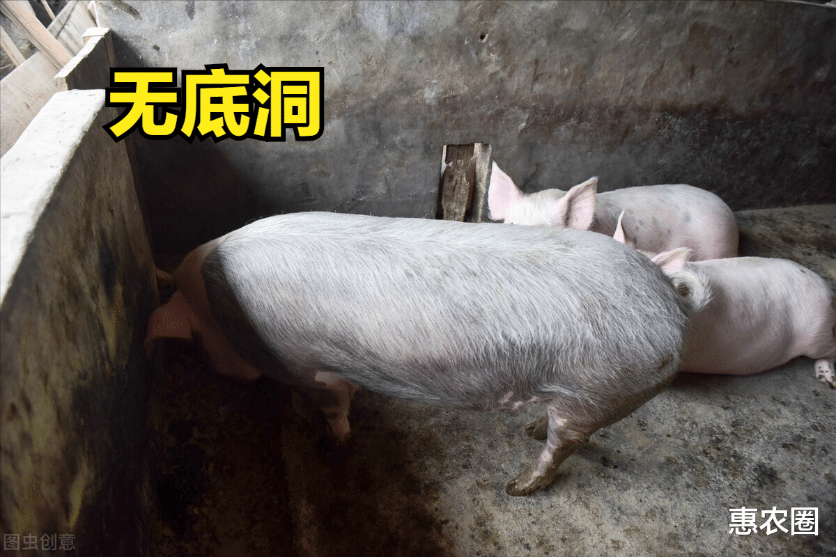 豬價跌成“一地豬毛”，牛豬積壓超27%，8元一斤保不住瞭？-圖1