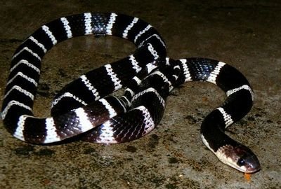 世界上最簡單的毒蛇戰鬥，中國銀環蛇輕取印度眼鏡蛇！-圖1
