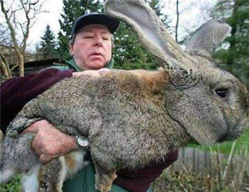 澳大利亞野兔成災，為何不吃？學者：沒有哪個入侵物種被吃沒瞭-圖1